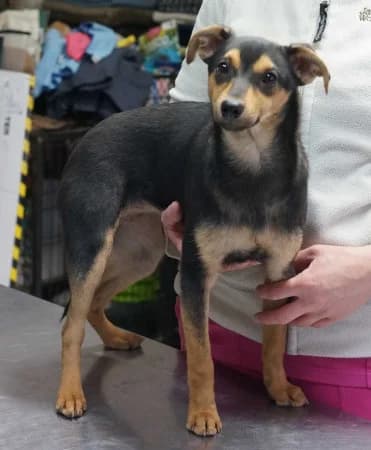 Lola,  Mixed Breed for adoption at OZ Veselá labka, 947 03 Hurbanovo