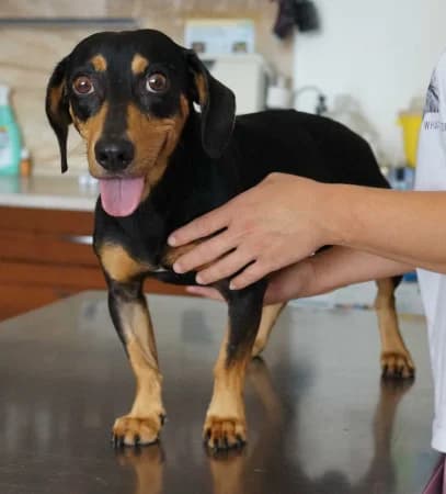 Lucy, Mixed Breed (OZ Veselá labka)