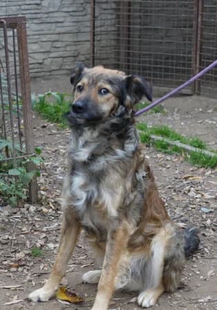 Luigi, male Mixed Breed for adoption at OZ Veselá labka, 947 03 Hurbanovo