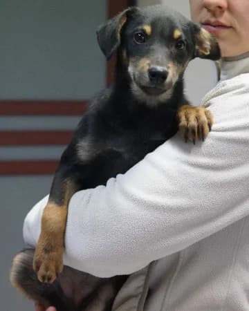 Lulu,  Mixed Breed for adoption at OZ Veselá labka, 947 03 Hurbanovo