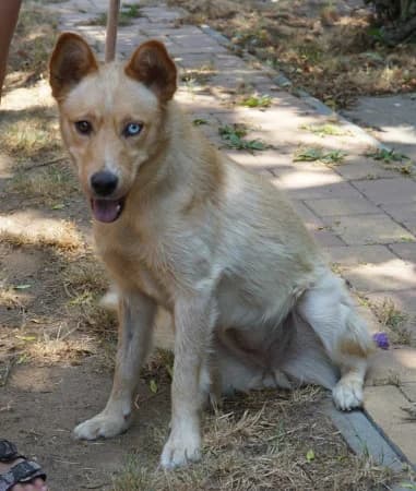 Marina, female young Mixed Breed for adoption at OZ Veselá labka, Hurbanovo
