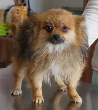 Martin - rezervovaný (YH), male young Mixed Breed for adoption at OZ Veselá labka, Hurbanovo