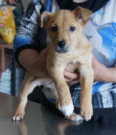 Megan, puppy Mixed Breed for adoption at OZ Veselá labka, Hurbanovo