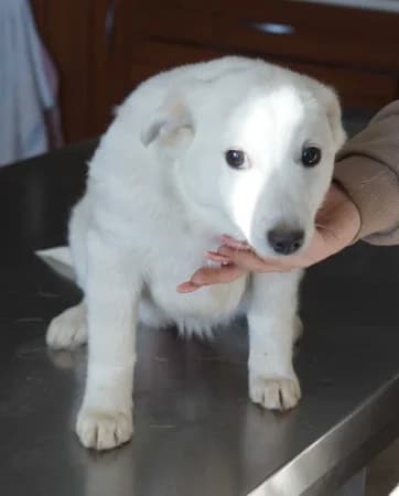 Mia,  Mixed Breed for adoption at OZ Veselá labka, 947 03 Hurbanovo
