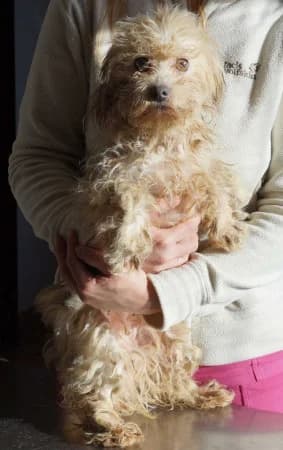 Mimi - rezervovaná (BA), female Mixed Breed for adoption at OZ Veselá labka, 947 03 Hurbanovo