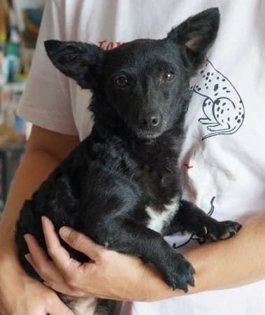 Minnie, female young Mixed Breed for adoption at OZ Veselá labka, Hurbanovo