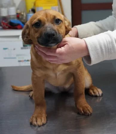 Mona,  Mixed Breed for adoption at OZ Veselá labka, 947 03 Hurbanovo