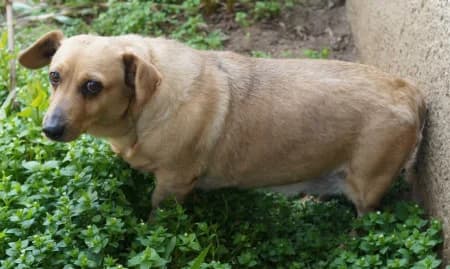 Morzsika, female Mixed Breed for adoption at OZ Veselá labka, 947 03 Hurbanovo