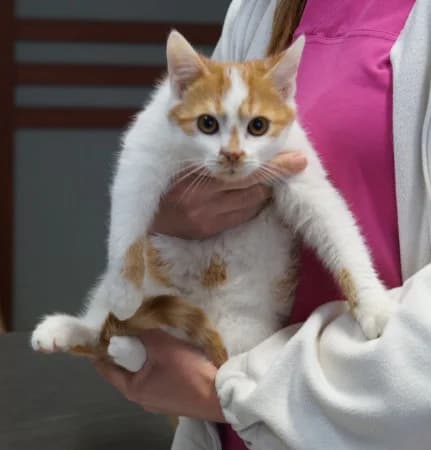 Naruhito, male young Mixed Breed for adoption at OZ Veselá labka, Hurbanovo
