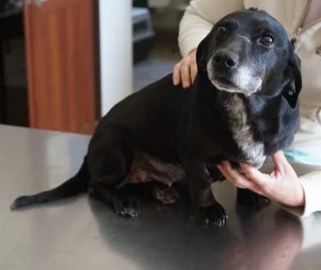 Olga, female Mixed Breed for adoption at OZ Veselá labka, 947 03 Hurbanovo