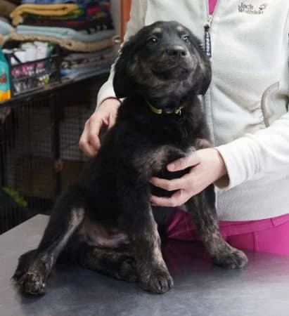 Pepsi,  Mixed Breed for adoption at OZ Veselá labka, 947 03 Hurbanovo