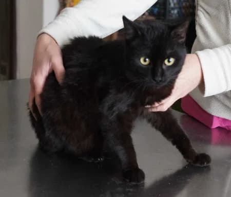 Phoenix, male Mixed Breed for adoption at OZ Veselá labka, 947 03 Hurbanovo