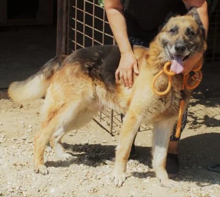 Rex, male Mixed Breed for adoption at OZ Veselá labka, 947 03 Hurbanovo