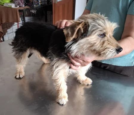 Rocky, male senior Mixed Breed for adoption at OZ Veselá labka, Hurbanovo