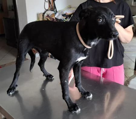 Scrooge, puppy Mixed Breed for adoption at OZ Veselá labka, Hurbanovo