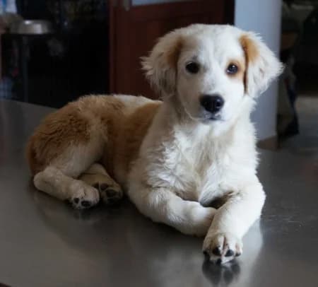 Sony - rezervovaný (TD),  puppy Mixed Breed for adoption at OZ Veselá labka, Hurbanovo