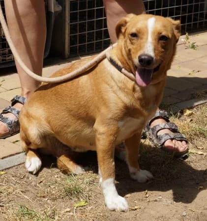 Sophia, female Mixed Breed for adoption at OZ Veselá labka, Hurbanovo