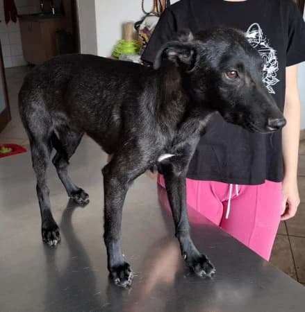 Stormy, puppy Mixed Breed for adoption at OZ Veselá labka, Hurbanovo