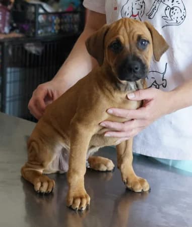Tarzan, puppy Mixed Breed for adoption at OZ Veselá labka, Hurbanovo