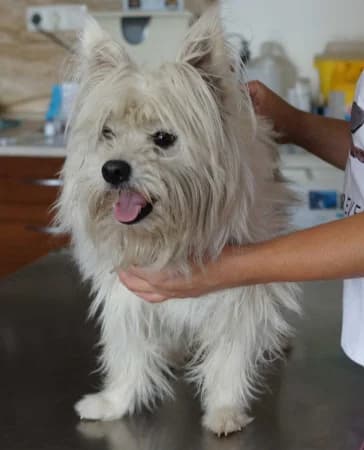 Tina - rezervovaná (BA), female 4yo Mixed Breed for adoption at OZ Veselá labka, Hurbanovo