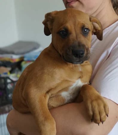 Tyson, puppy Mixed Breed for adoption at OZ Veselá labka, Hurbanovo