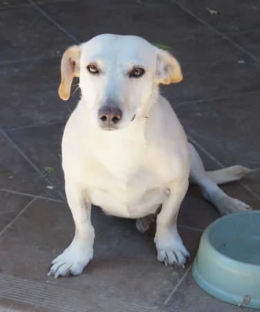 Vani, female puppy Mixed Breed for adoption at OZ Veselá labka, Hurbanovo