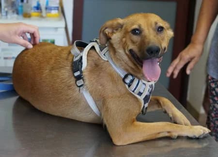 Zala, female young Mixed Breed for adoption at OZ Veselá labka, Hurbanovo