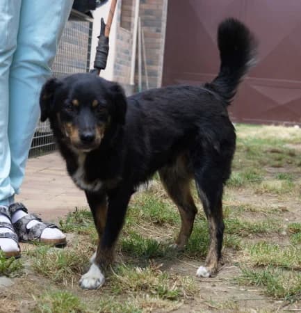 Zoili, male young Mixed Breed for adoption at OZ Veselá labka, Hurbanovo