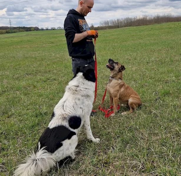 Luna, female senior mixed breed for adoption at OZ Záchranný koráb