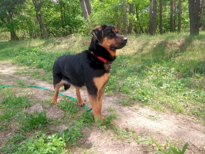 Dina, female 7yo mixed breed for adoption at OZ Záchranný koráb