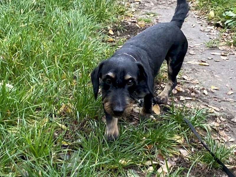 Zulu, male 5yo mixed breed for adoption at OZ Záchranný koráb