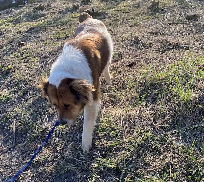 Fanny, female senior mixed breed for adoption at OZ Záchranný koráb