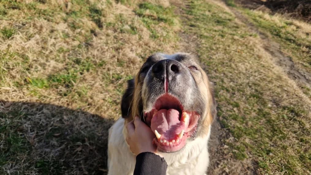 Panda, female 5yo mixed breed for adoption at OZ Záchranný koráb