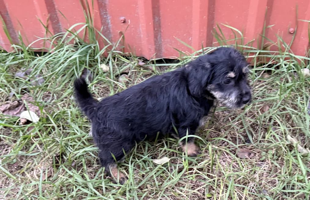 Dallas, male puppy Mixed Breed for adoption at OZ Záchranný koráb