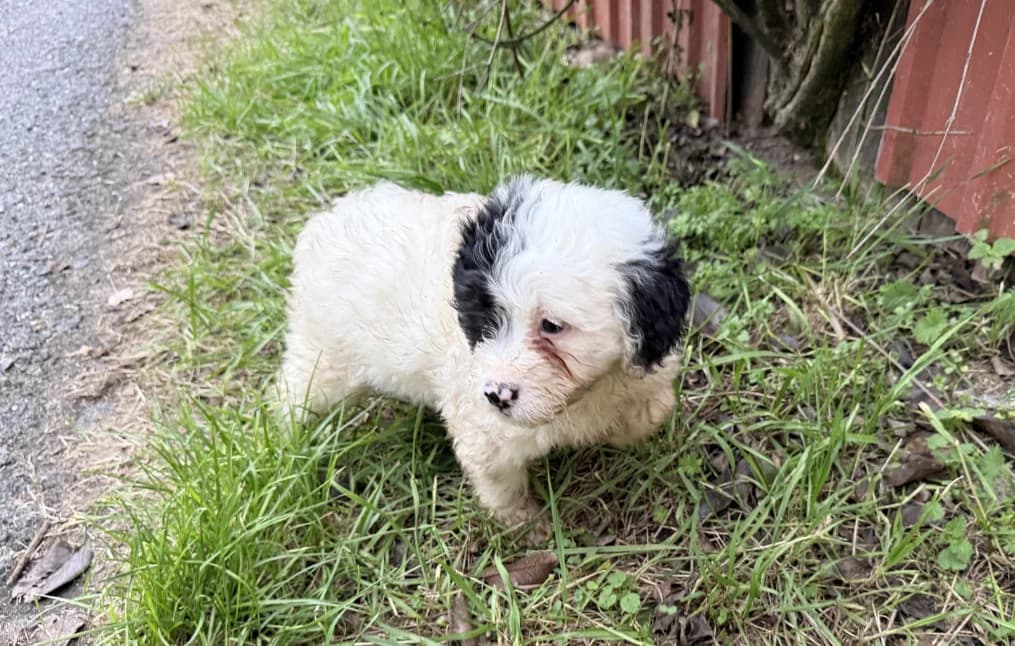 Denver, male puppy Mixed Breed for adoption at OZ Záchranný koráb