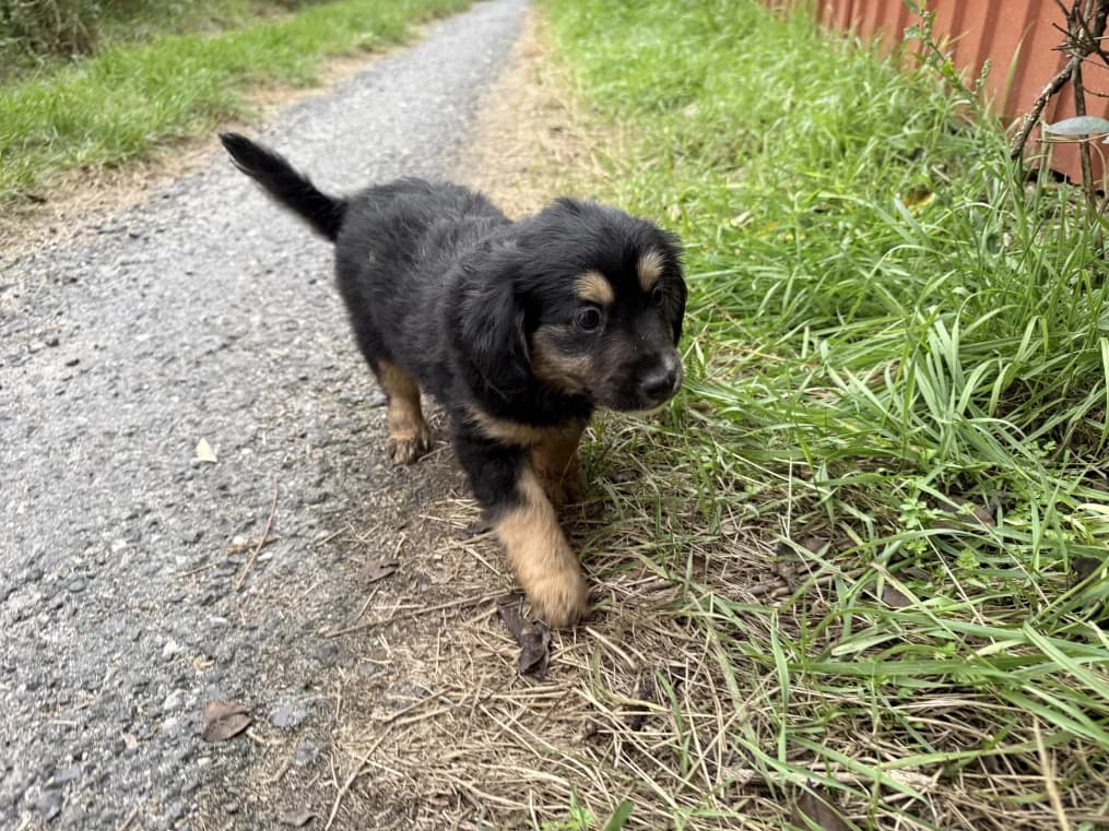 Derrick, male puppy Mixed Breed for adoption at OZ Záchranný koráb