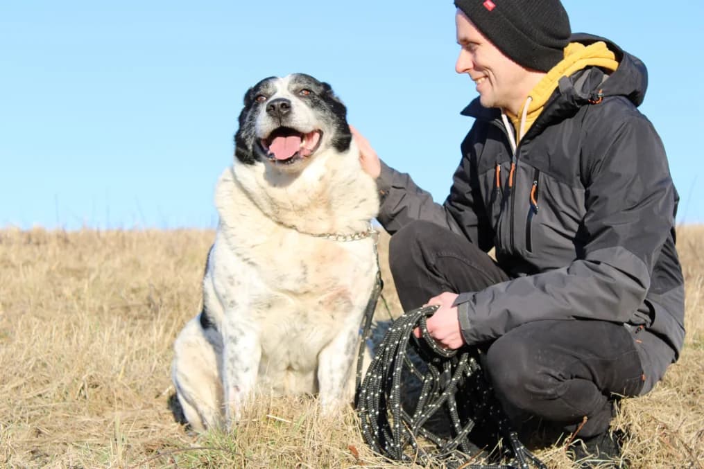 Gora, female senior mixed breed for adoption at OZ Záchranný koráb
