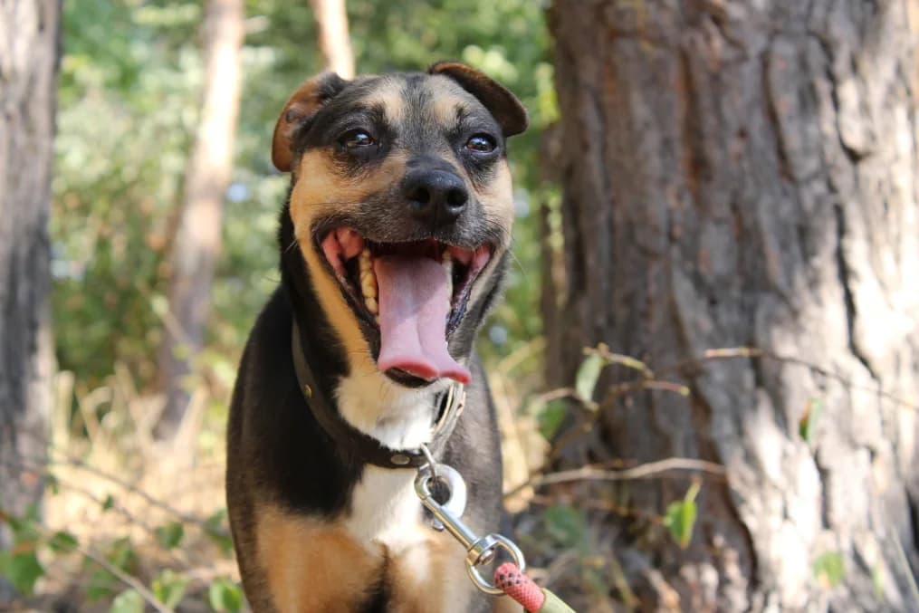 Willy, male senior Mixed Breed for adoption at OZ Záchranný koráb