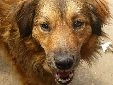 Indy, male senior mixed breed for adoption at OZ Záchranný koráb