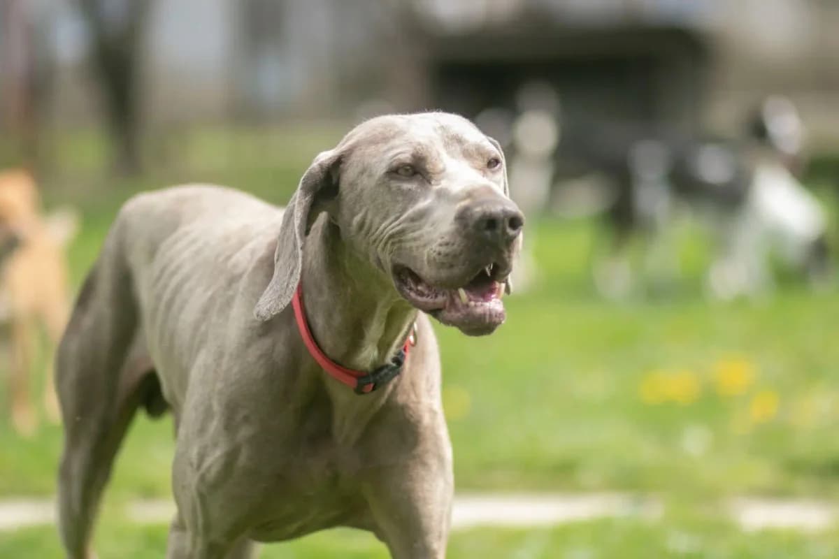 Davor, male Mixed Breed for adoption at Zatúlané psíky Šaľa