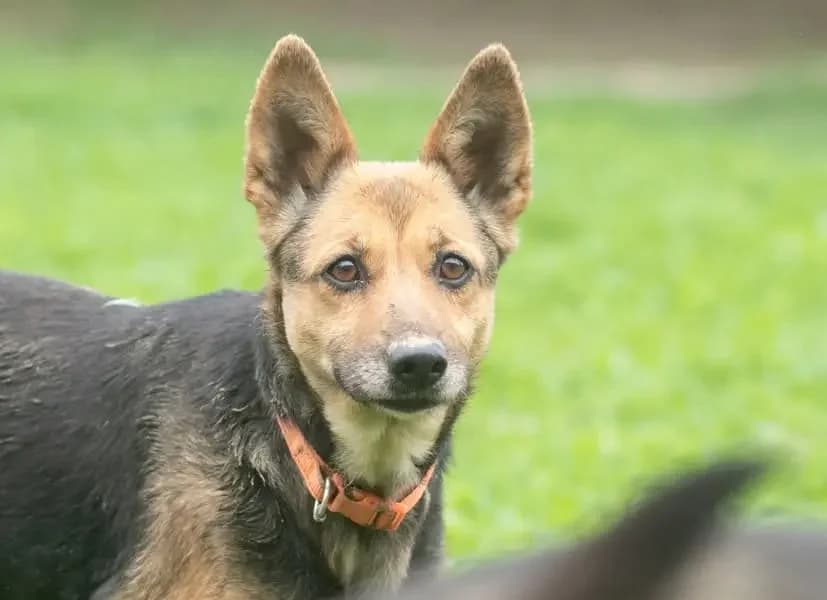 Dobruška, female Mixed Breed for adoption at Zatúlané psíky Šaľa