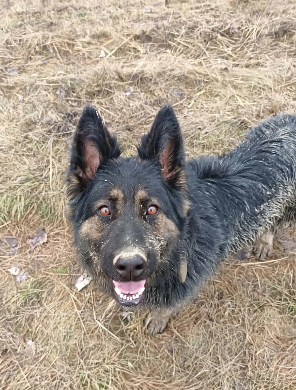Lara, female Mixed Breed for adoption at Zatúlané psíky Šaľa