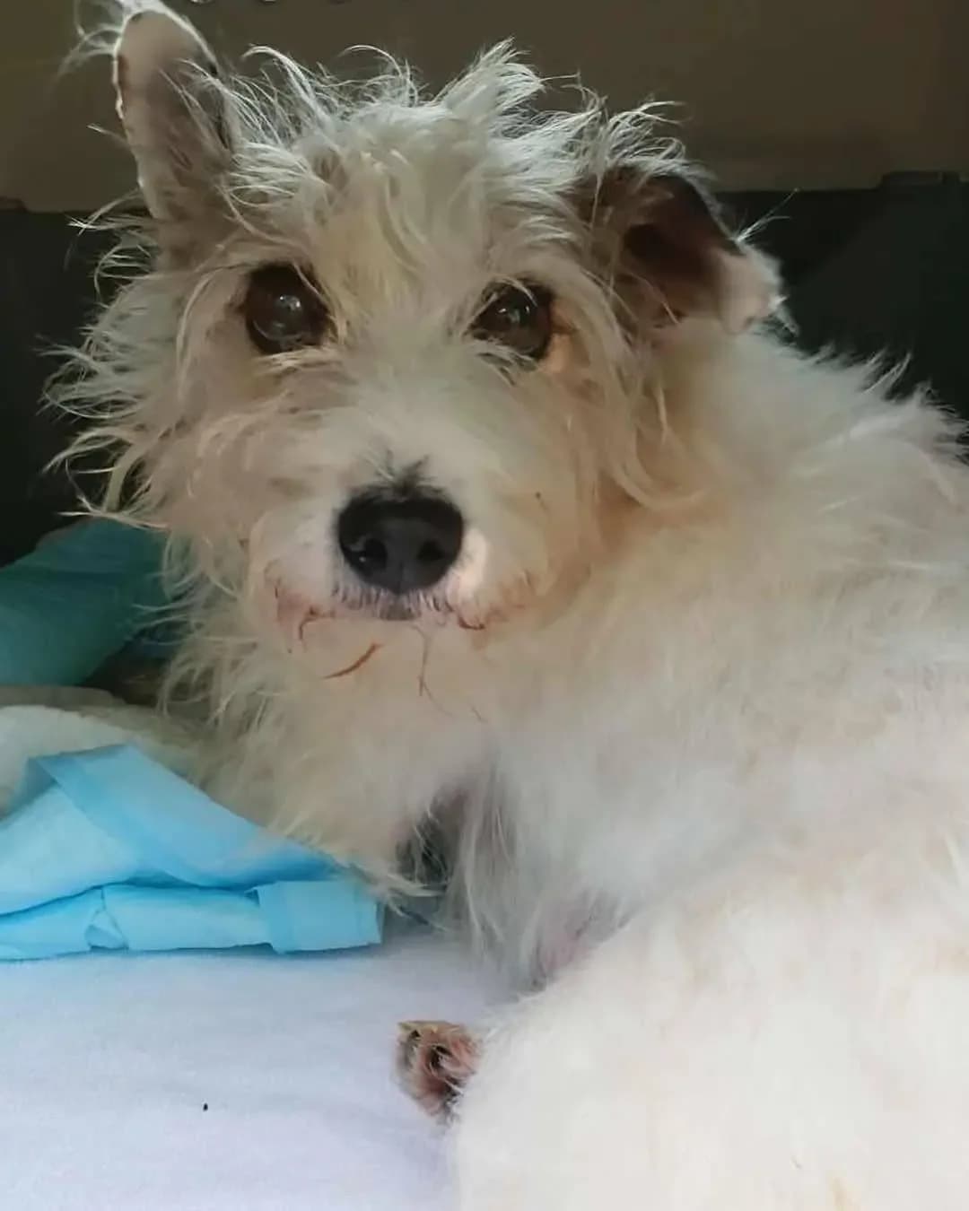 Nessinka, female Mixed Breed for adoption at Zatúlané psíky Šaľa
