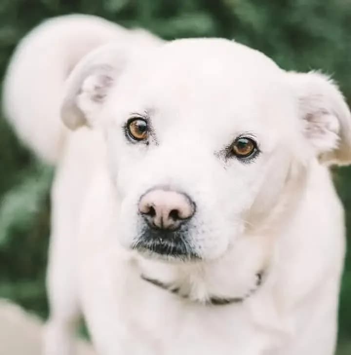 Obelix, male Mixed Breed for adoption at Zatúlané psíky Šaľa