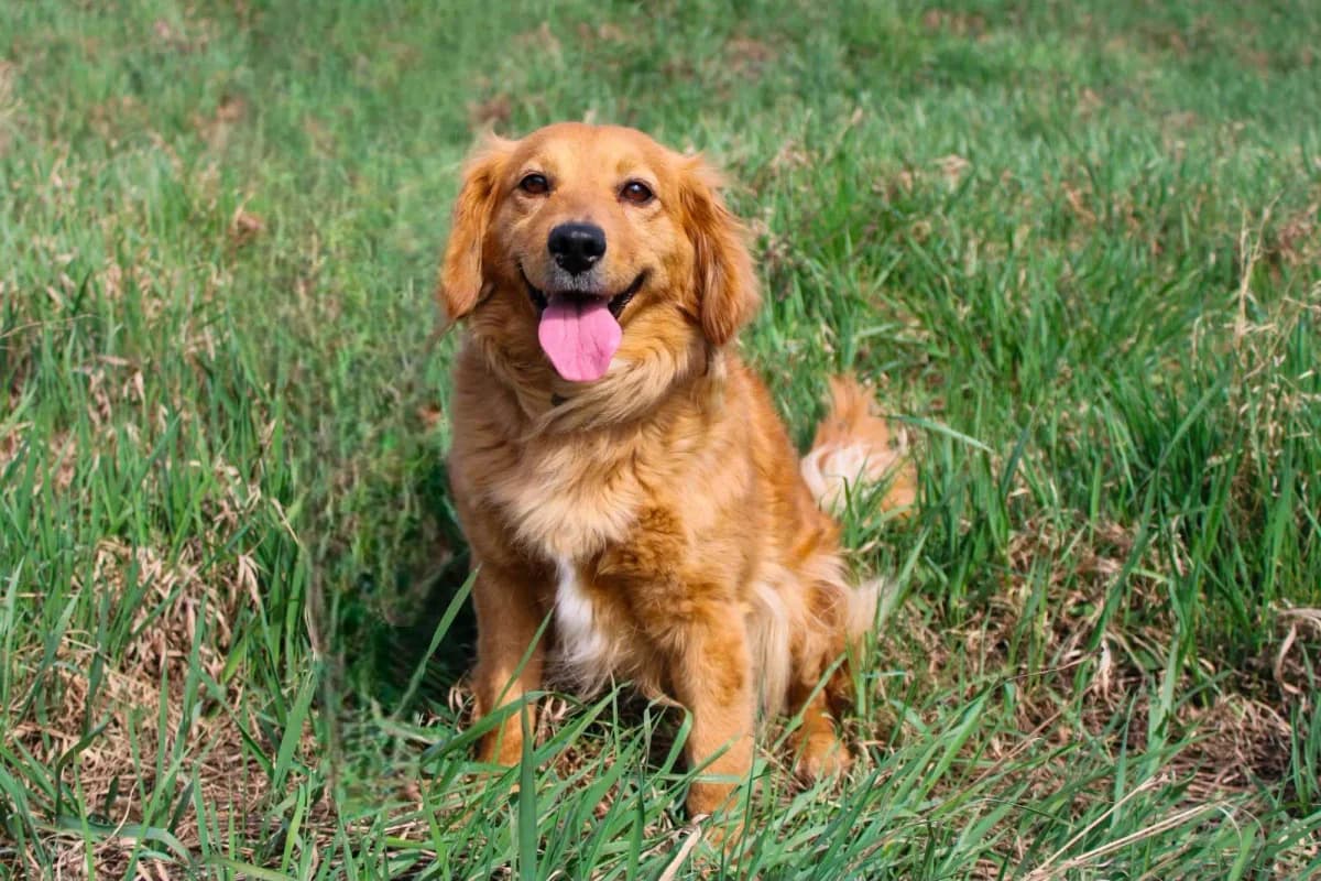 Pavlína, female Mixed Breed for adoption at Zatúlané psíky Šaľa