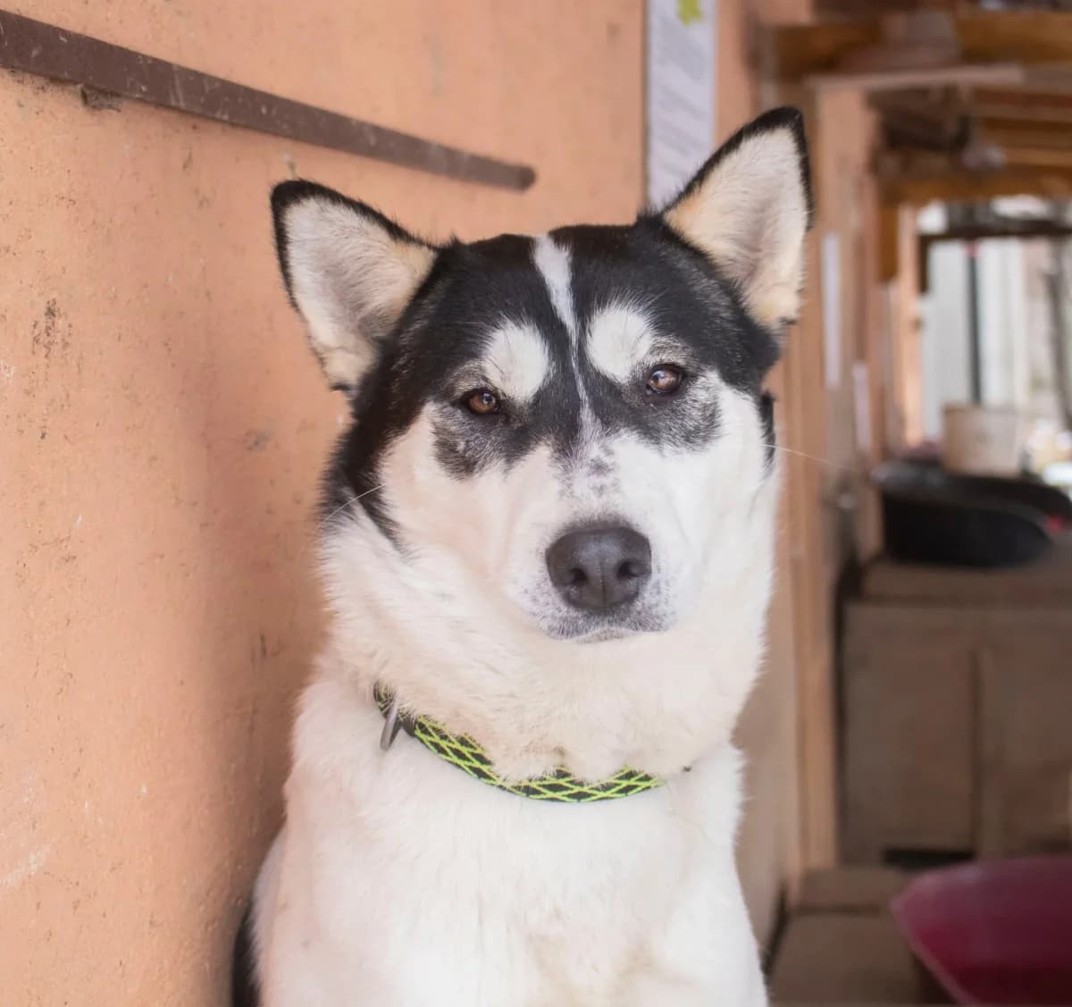 Xena, female Mixed Breed for adoption at Zatúlané psíky Šaľa
