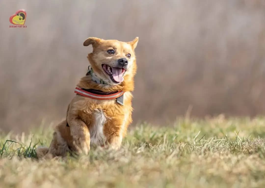 Zippy, male Mixed Breed for adoption at Zatúlané psíky Šaľa