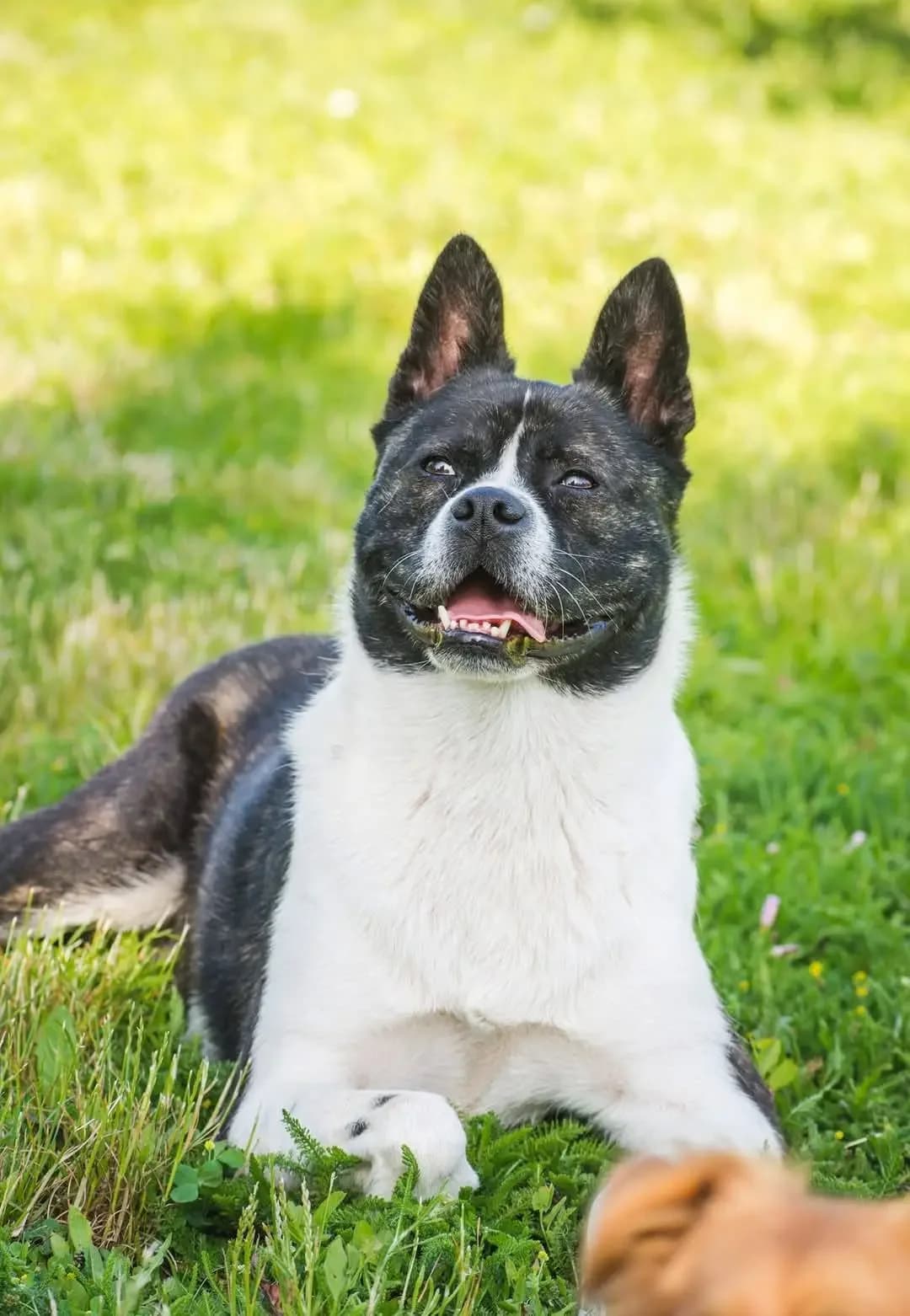 Zorra, female Mixed Breed for adoption at Zatúlané psíky Šaľa