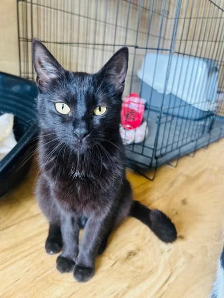 Beky, Mixed Breed (OZ Žilinské labky)