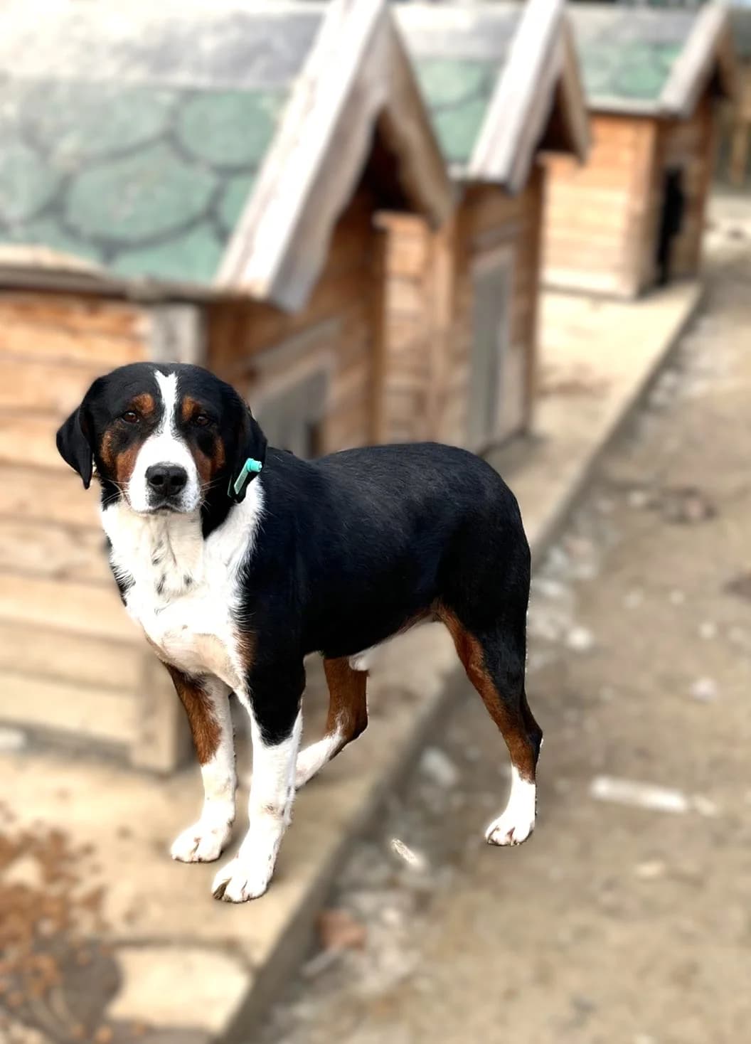 SAHİPSİZ CAN DOSTUMUZ, Mixed Breed for adoption at Ankara EPATI, Ankara